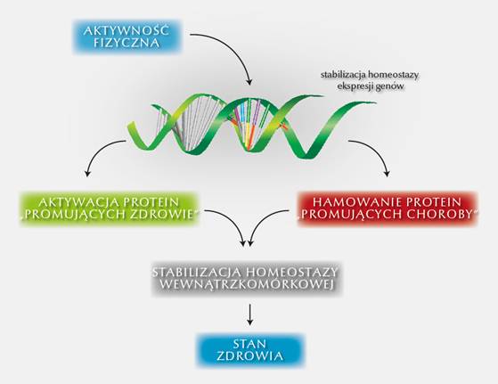  Stabilizacja homeostazy ekspresji genw 